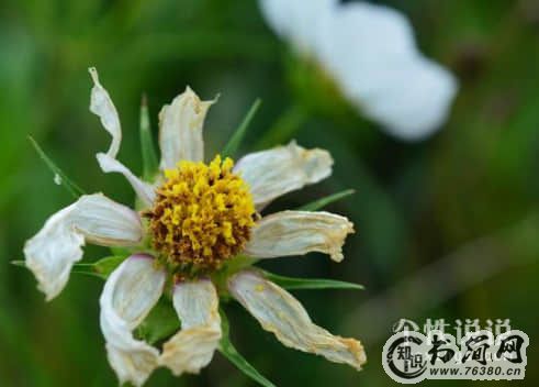 感觉好累的伤感句子（83条）