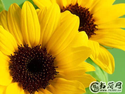 古风诗词很优美的句子浪漫（70条）