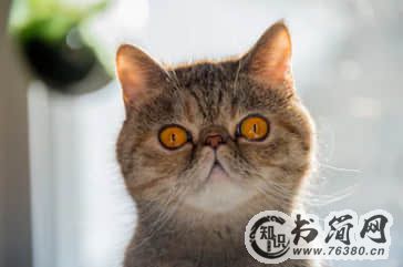 分手后手足无措的心情句子：旧情人给的问候，比陌生人还要尴尬