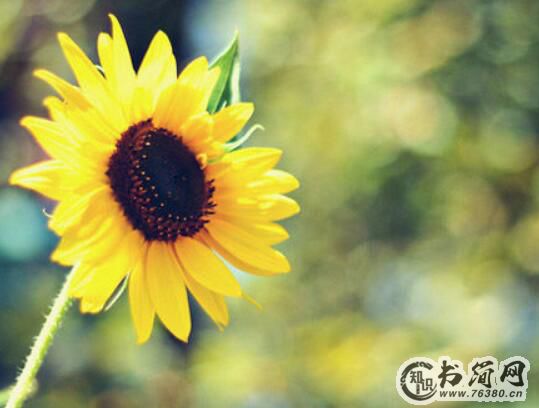 充满正能量的经典的句子