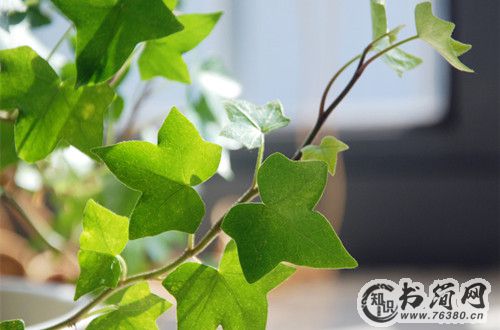 常春藤的风水学应用