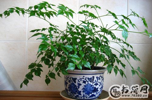 幸福树风水作用有哪些