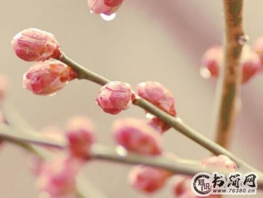 爱情承诺的句子