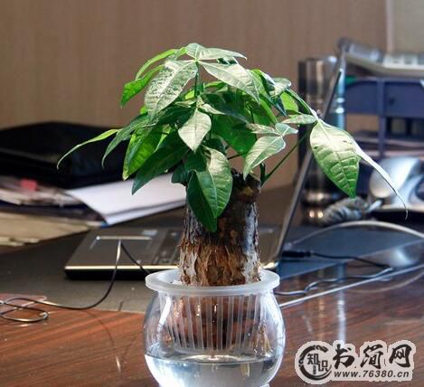 办公室适合养什么风水植物？