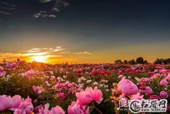 世界十大绝美花海，每一处都是美丽浪漫的最佳告白之地