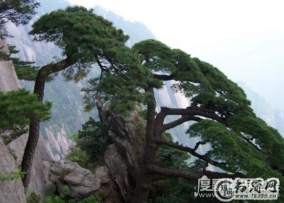 天下第一奇山黄山四绝分别是什么,黄山奇石是最神秘