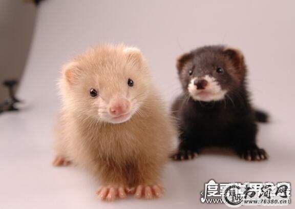 12星座女谁最萌，天然呆的巨蟹座最为蠢萌(其次是娇弱的双鱼)