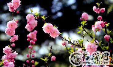 描写春天的句子有哪些