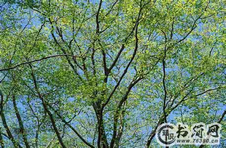 关于描写春天的句子