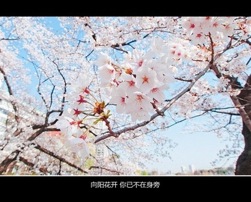 最使人感动流泪的句子 感动女人流泪的句子