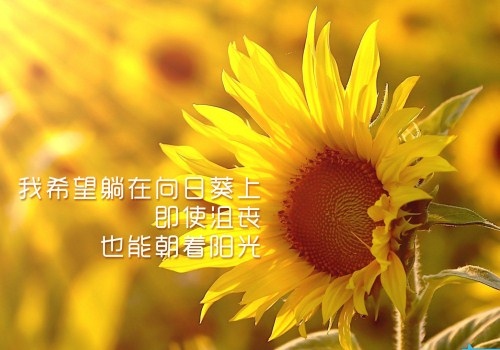 女生积极向上简短句子 乐观的句子简短唯美