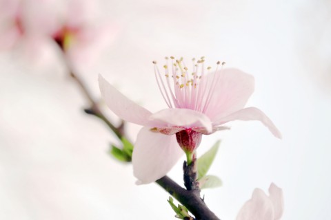 表达爱国情怀的句子