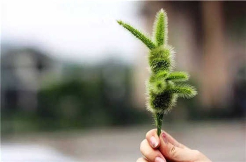 关于狗尾草的一些唯美句子 狗尾巴草的唯美简短句