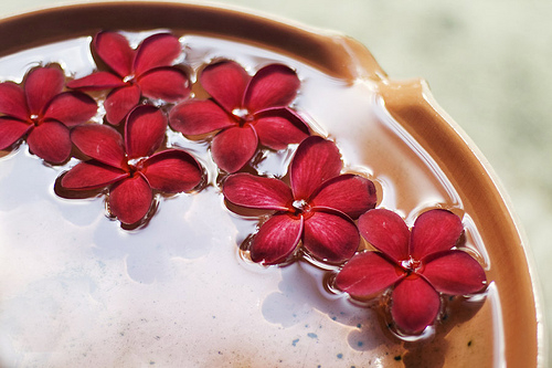 描写花美的优美句子