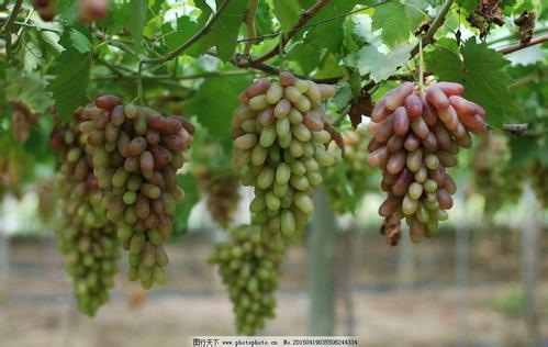 关于葡萄的优美句子