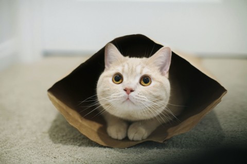 关于未来的句子