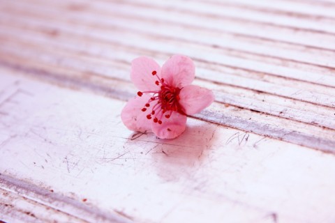 表达纯粹的爱情的句子