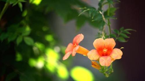 人生孤独伤感的句子40句