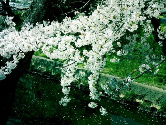 有关友谊的文艺句子