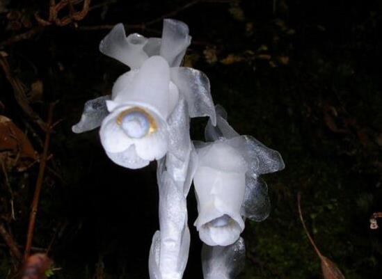 12星座代表的死亡之花