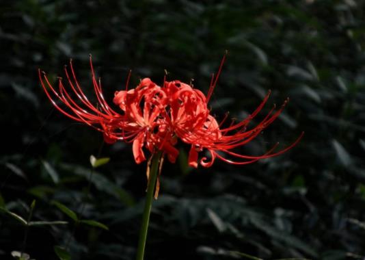 12星座代表的死亡之花