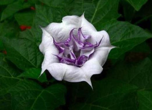 12星座代表的死亡之花