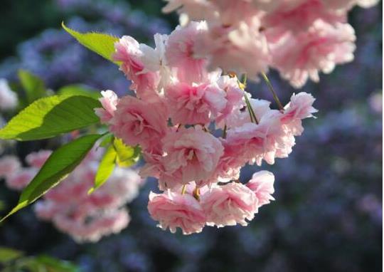 12星座代表的死亡之花