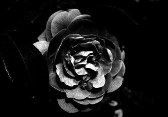 12星座代表的死亡之花