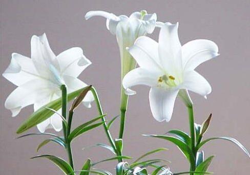 12星座代表的死亡之花