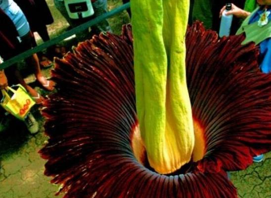 12星座代表的死亡之花