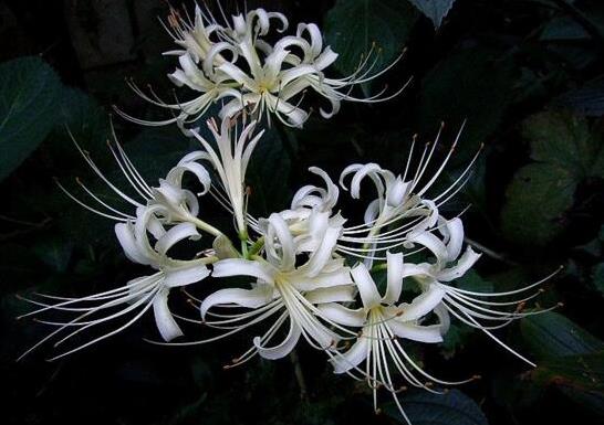 12星座代表的死亡之花