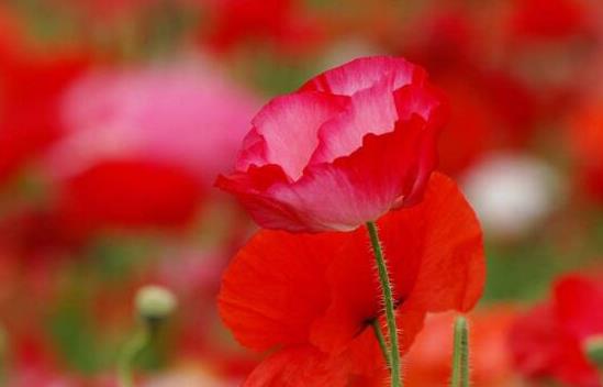 12星座代表的死亡之花