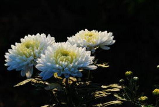 12星座代表的死亡之花