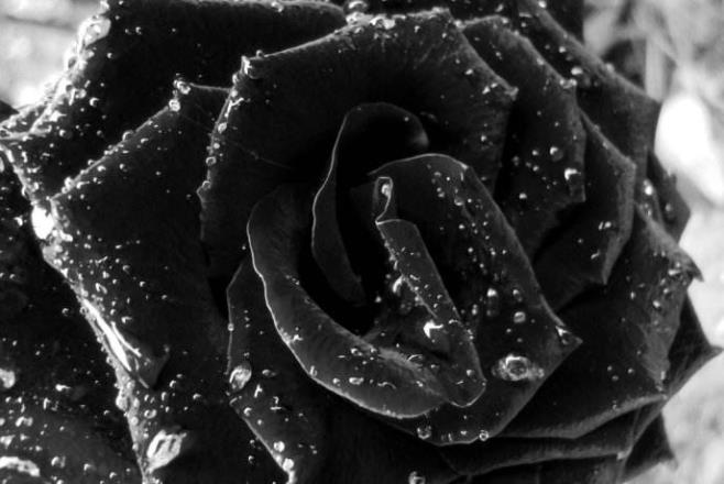 12星座代表的死亡之花