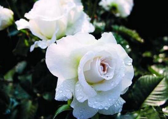 12星座代表的死亡之花