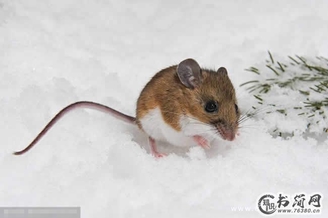 属鼠2020年运势及运程 2020年属鼠人的全年运势