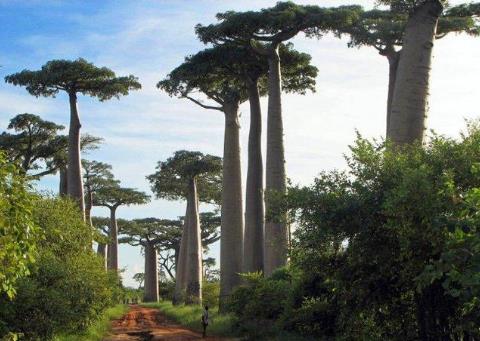 旅行好去处:盘点全球十大原始森林(图) 旅行好去处:盘点全球十大原始森林(图)