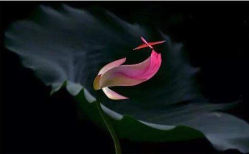 来生法师：念佛达到什么境界才能看到第七识？