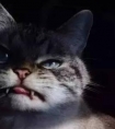 晚上有猫叫千万别出去：传闻真实声音并不是猫叫