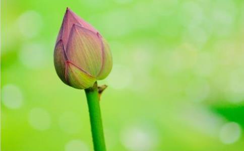 觉火法师：“菩提心”从何而来？