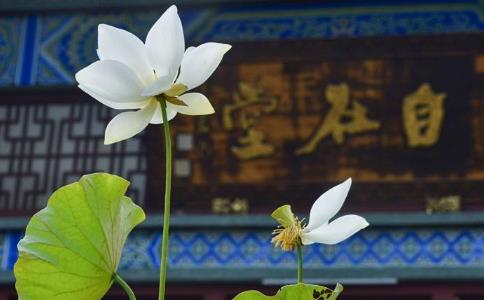 觉火法师：在降伏六根时，如何去做才能清净？