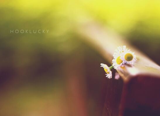 摘抄人生感悟句子