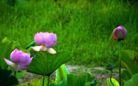 觉火法师：发心是不是有引导和具体的步骤？