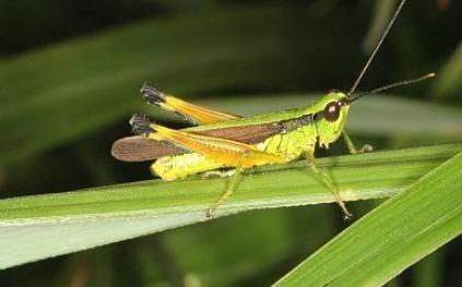 竹蝗是什么东西