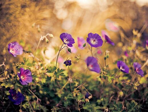 歌颂友情的句子汇总