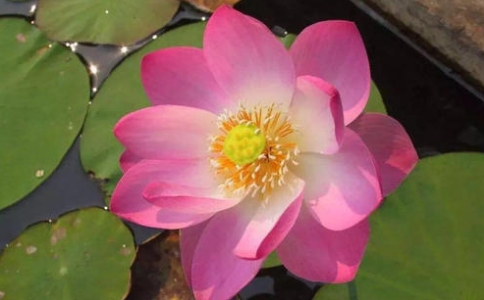 因缘是什么意思？