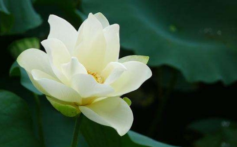 什么是慈悲？和善良喜欢有什么区别？