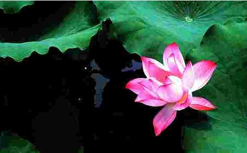 佛教是谁创立的？怎么悟道？如何了脱生死？