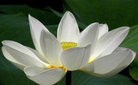 详解佛教《四威仪偈》的偈语