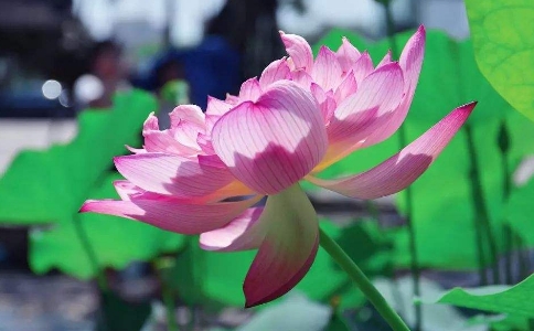 为什么要随喜赞叹？随喜赞叹的含义